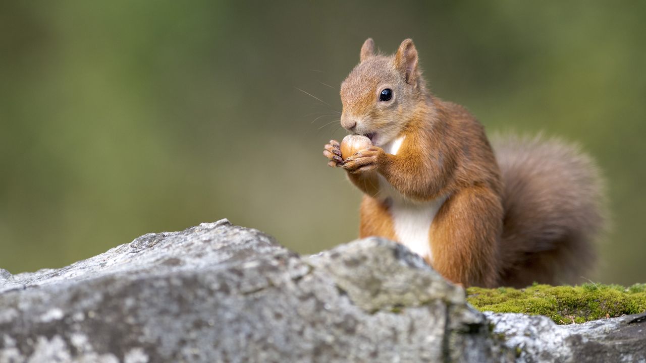 木の実を食べるキタリス, イギリス