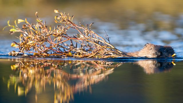 デナリ国立公園のアメリカビーバー, 米国 アラスカ州