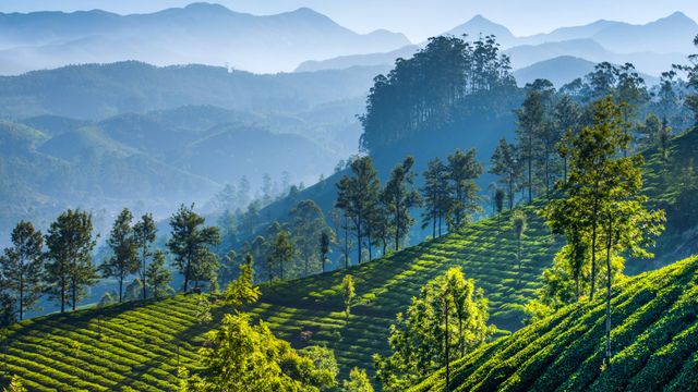 ムンナルの茶畑, インド ケララ