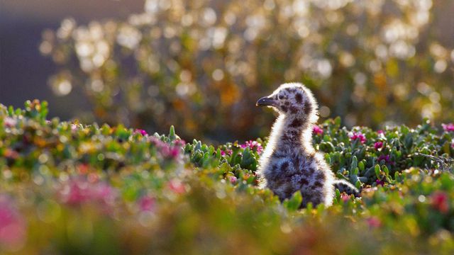 「アメリカオオセグロカモメのヒナ」アメリカ, カリフォルニア