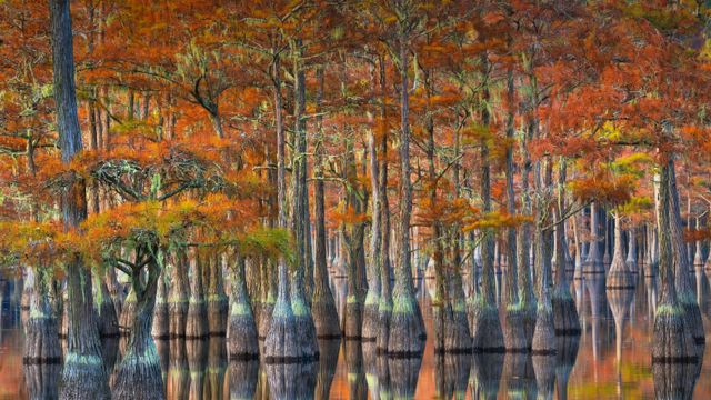 紅葉するラクウショウ, 米国 ジョージア州