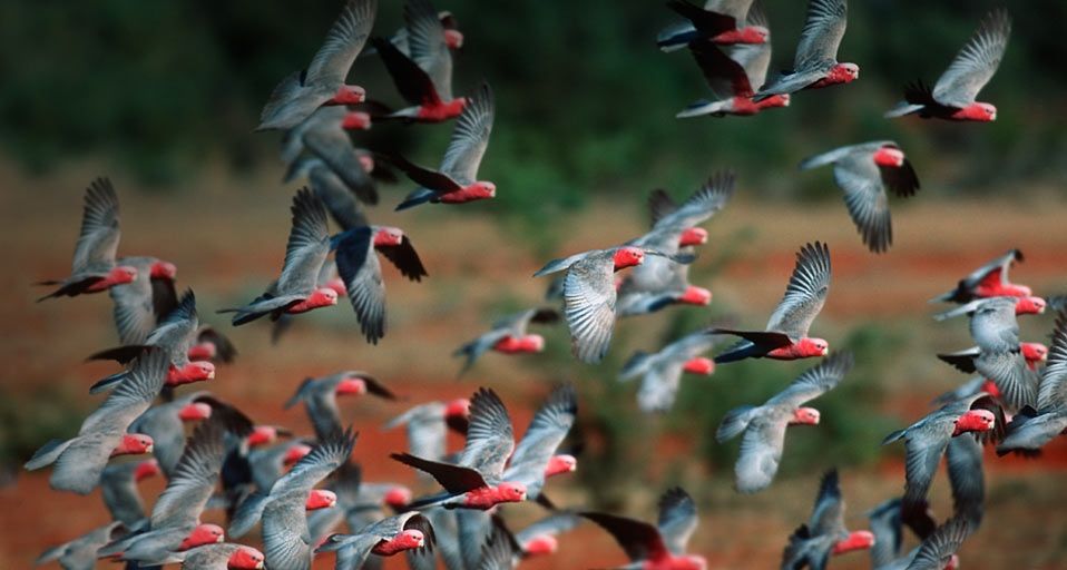 ｢モモイロインコの群れ｣オーストラリア