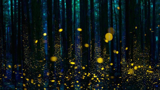 ｢ゲンジボタルの森｣四国 