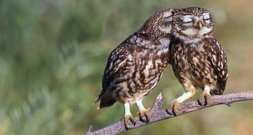 スベトラーナ　森の中の少女とフクロウ 元SEたち、森の生態系エンジニアの巣をつくる｜SHARP