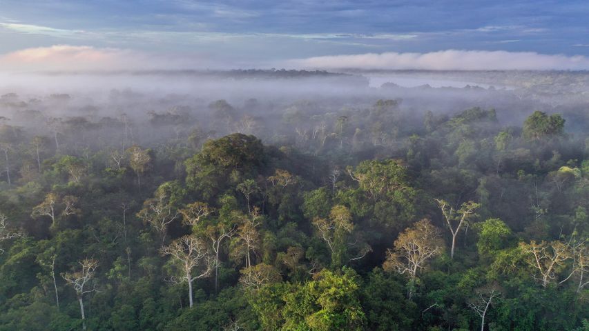 アマゾン熱帯雨林, ペルー
