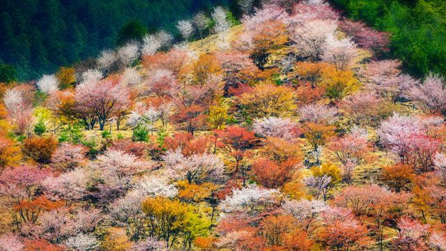 「吉野の千本桜」奈良