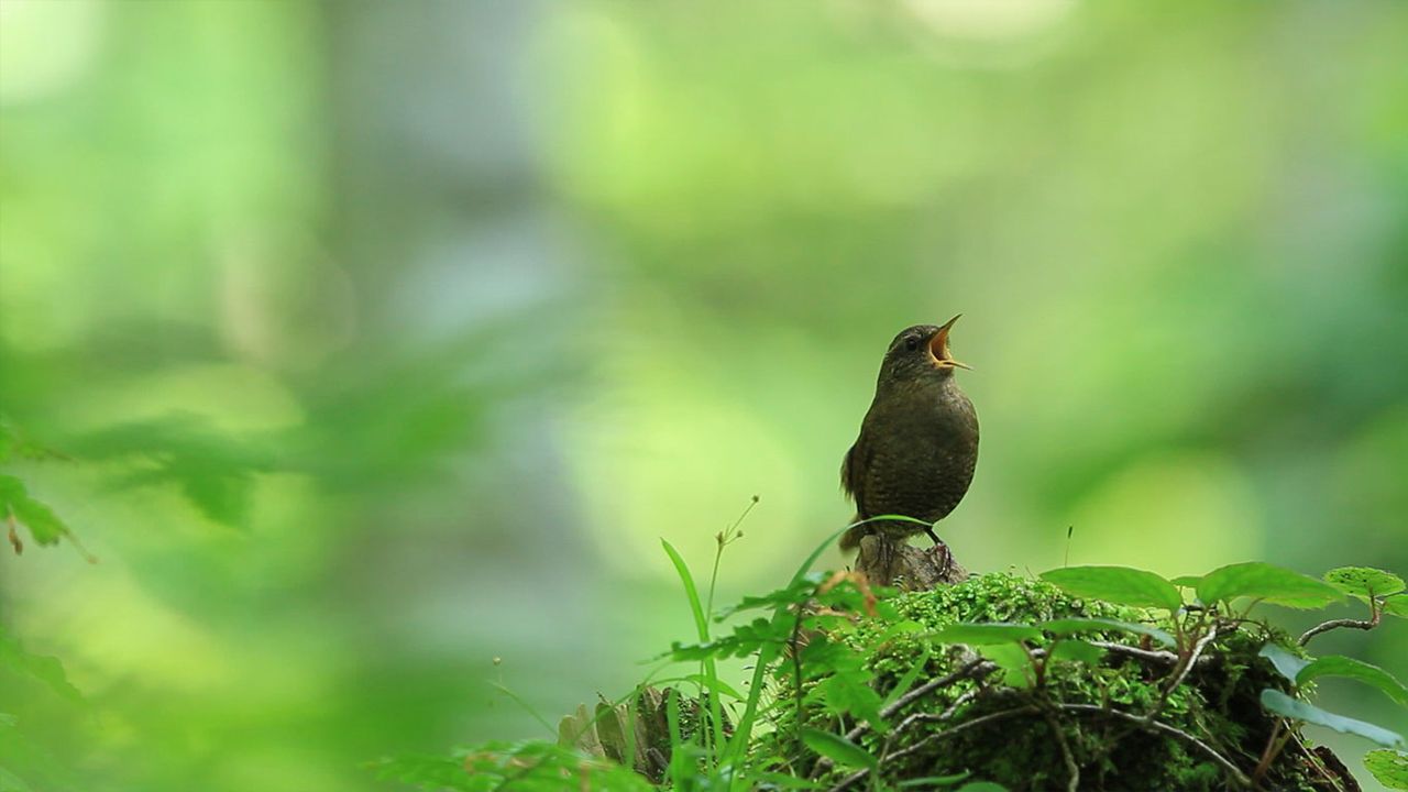 ｢ミソサザイ｣鳥取, 江府町