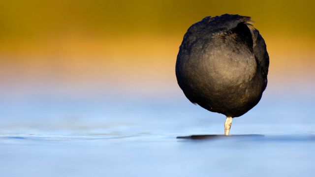 「オオバン」イギリス, ダービシャー