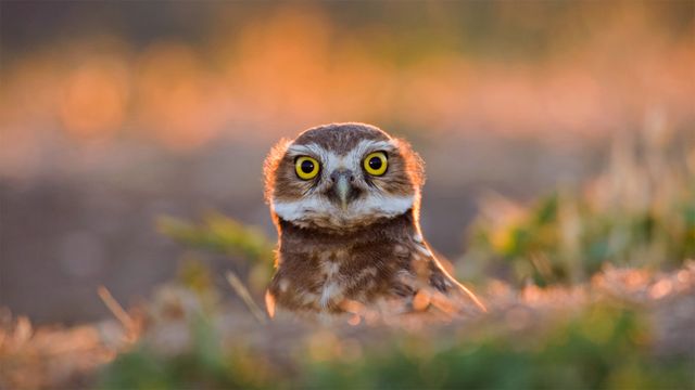 「アナホリフクロウ」米国カリフォルニア州, デイビス