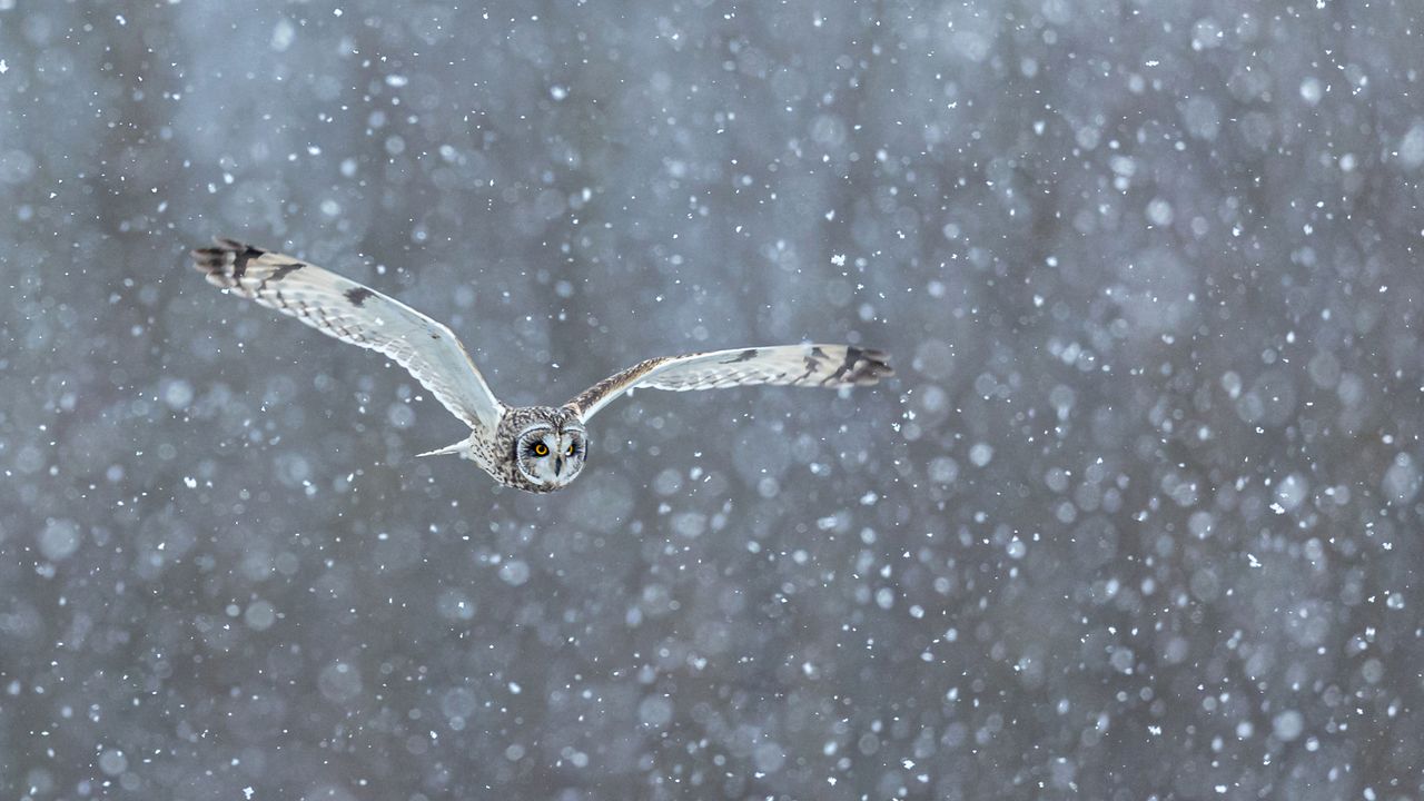 吹雪の中を飛ぶコミミズク