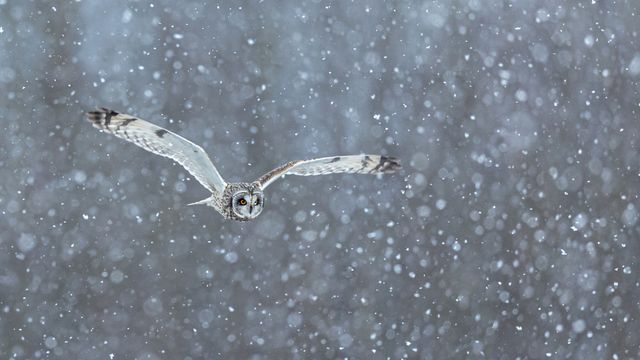 吹雪の中を飛ぶコミミズク