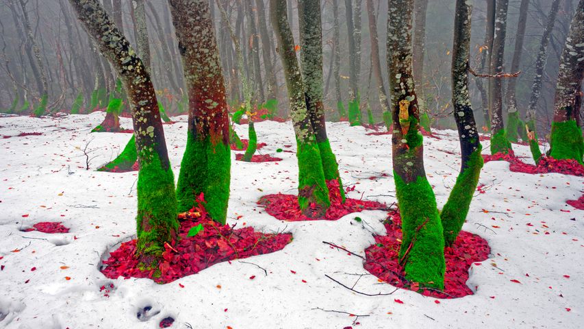 コミャック山の雪の森, ウクライナ