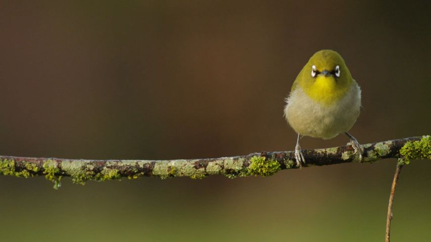 動物，座っている，鳥，緑の無料動画 - Bing背景動画