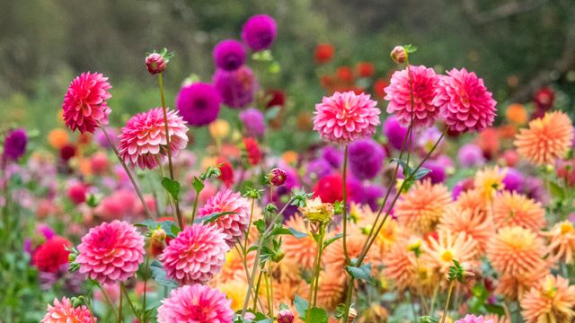 色とりどりの鮮やかな花びら