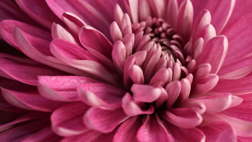 ピンクの花びら