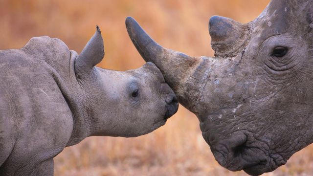 「シュシュルウェイムフォロジ動物保護区のシロサイの親子」南アフリカ