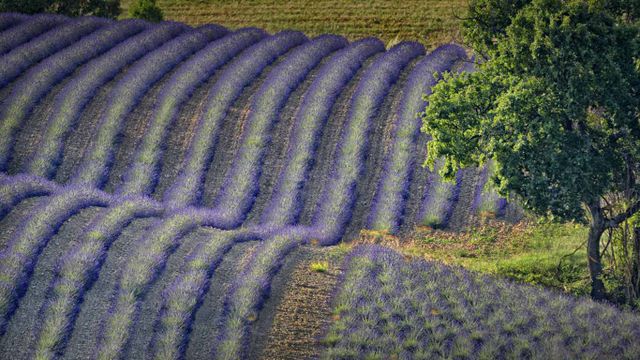 「ラベンダー畑」フランス, プロヴァンス=アルプ=コート・ダジュール地域圏