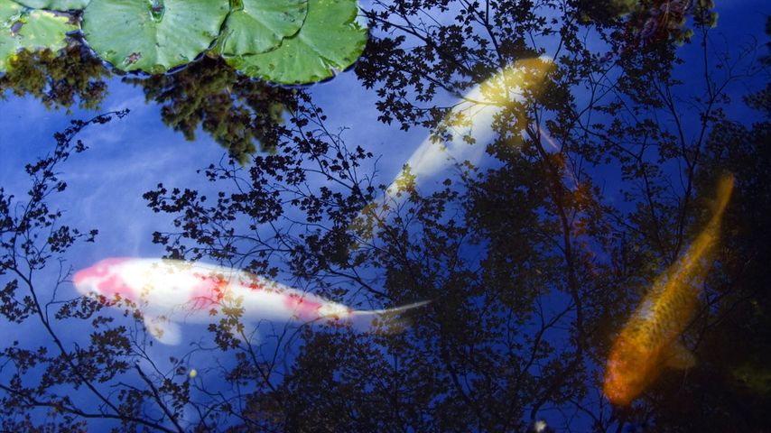 ｢池の鯉｣京都