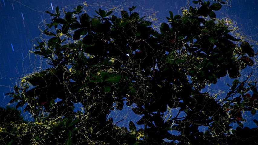 ｢アーモンドの木とホタル｣フィリピン, ルソン島