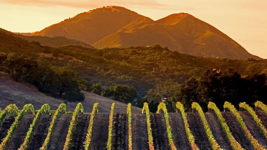 ｢セントラルコーストのワインヤード｣米国カリフォルニア州, アローヨ・グランデ