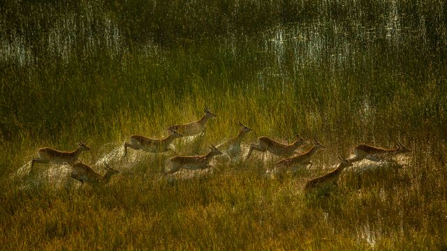 オカバンゴ・デルタ, ボツワナ