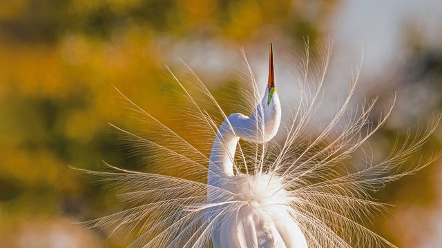 ダイサギ, 米国 フロリダ州