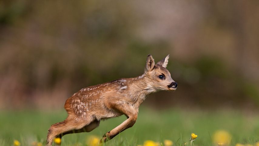 草原を走るノロジカの子鹿, フランス ノルマンディー