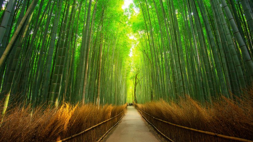 竹林を散策