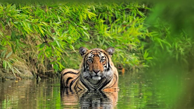 ランタンボール国立公園で水浴びするベンガルトラ, インド