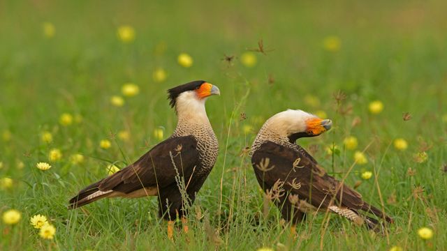 カンムリカラカラ, 米国 テキサス州
