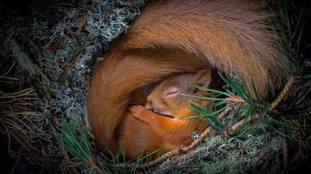巣で眠るキタリス, イギリス スコットランド高地地方