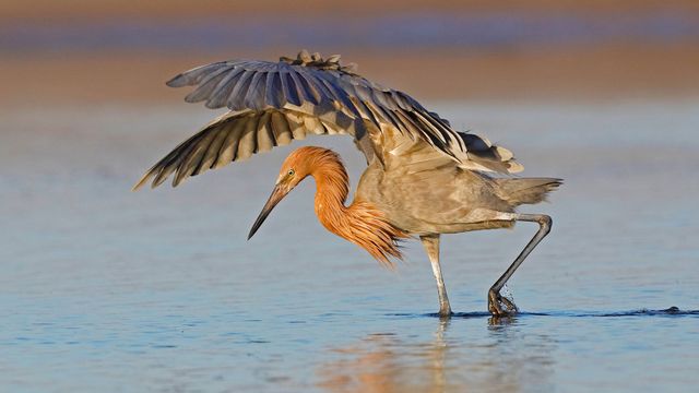 「アカゲサギ 」米国フロリダ州, フォートデソト公園
