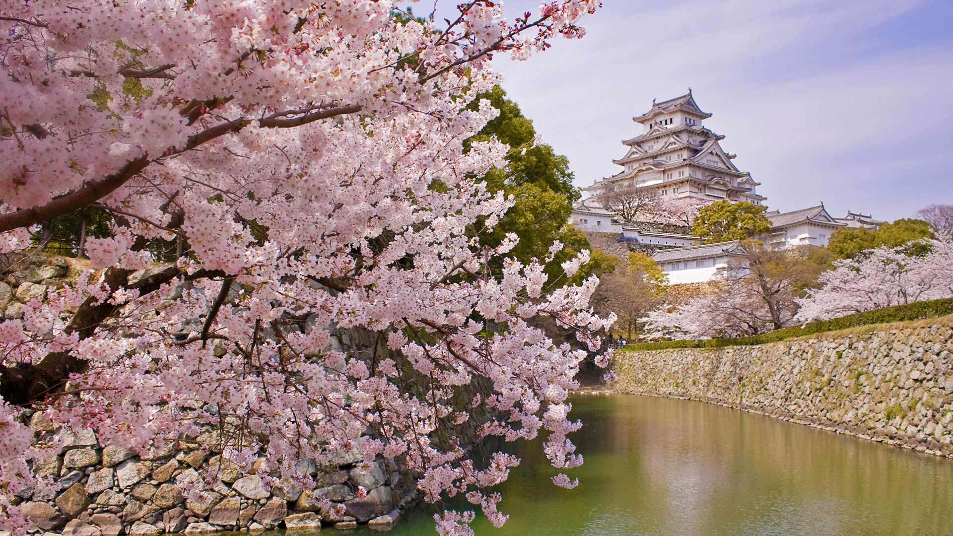 姫路城と桜 兵庫 姫路 Bing日替わり画像