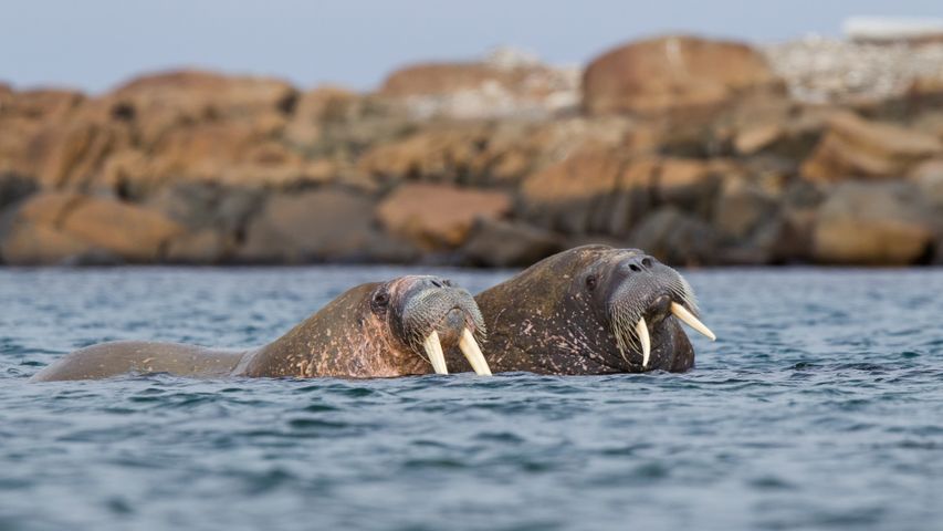 スバールバル諸島の海で泳ぐ 2 頭のセイウチ, ノルウェー