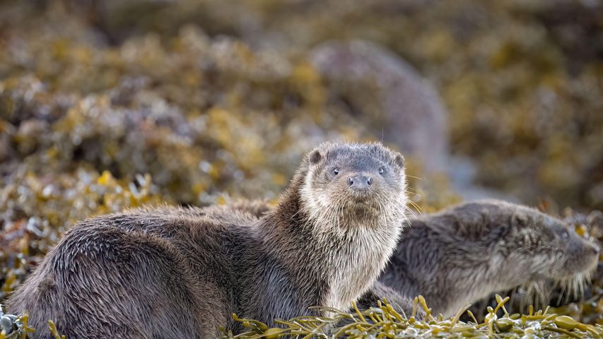 ユーラシアカワウソ, スコットランド