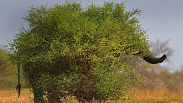 「見えないゾウ」南アフリカ, マラケレ国立公園