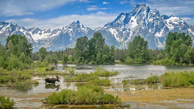 「グランドティトン国立公園のモラン山山麓の池を渡るヘラジカ」米国, ワイオミング州