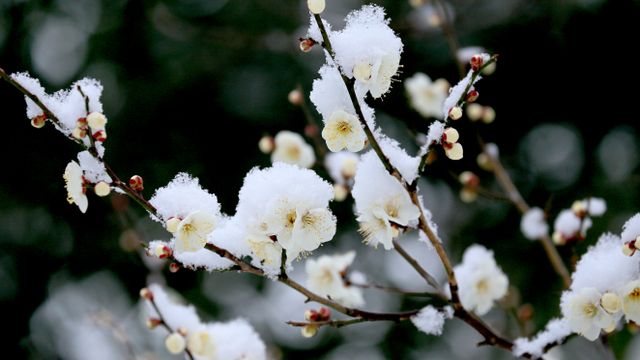 雪中の白梅