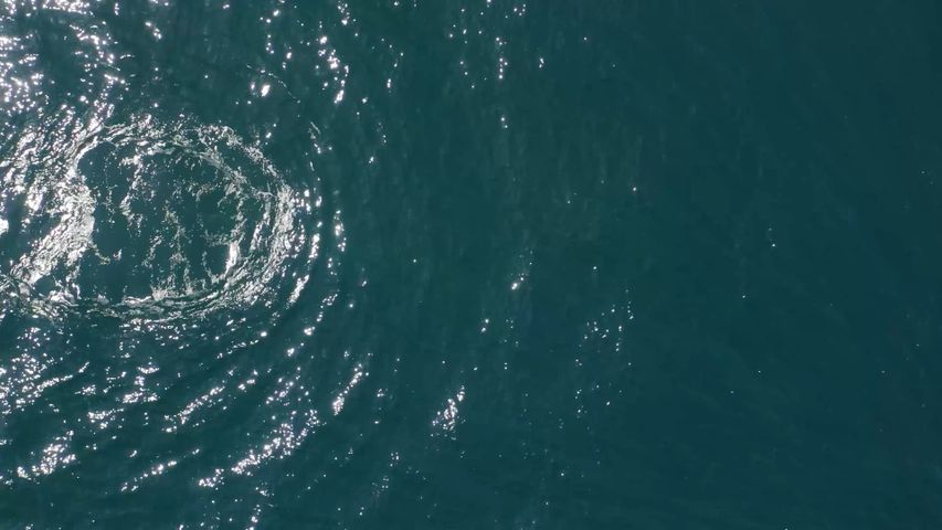 クジラ, 水, 屋外, 屋外オブジェクト, 波, 湖, 水泳
