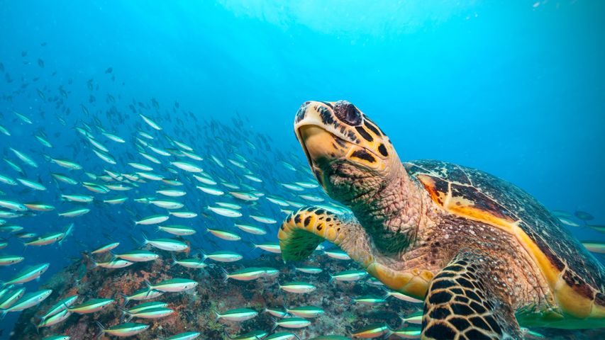 ウミガメが挨拶しています