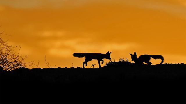 「ケープギツネ」南アフリカ, カラハリ砂漠