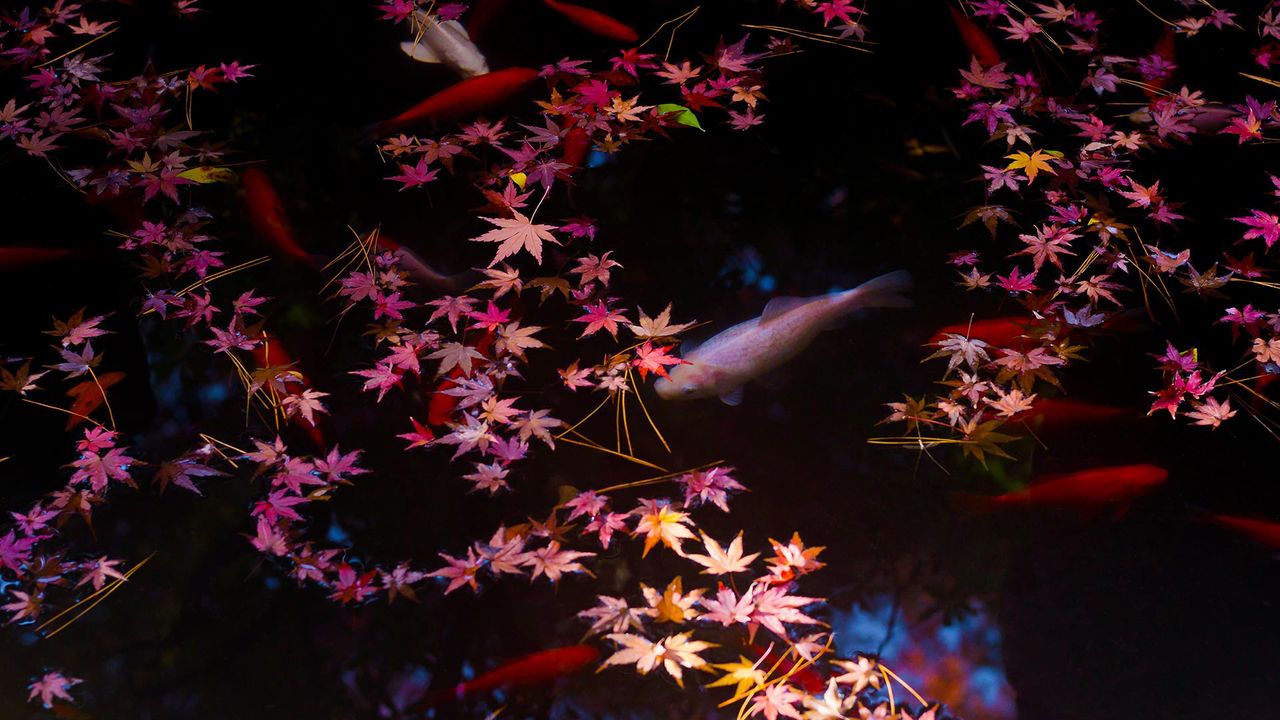 ｢紅葉とコイ｣東京