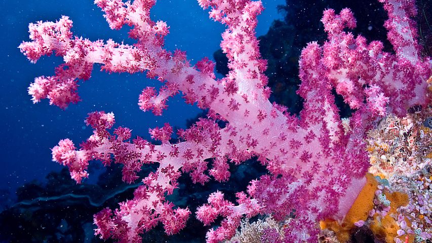 底生生物の「花」