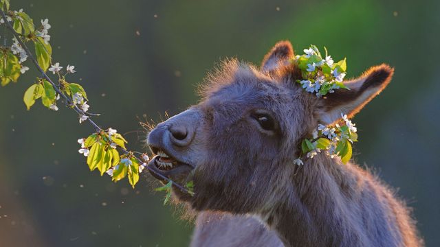 桜の小枝を食べている家畜のロバ