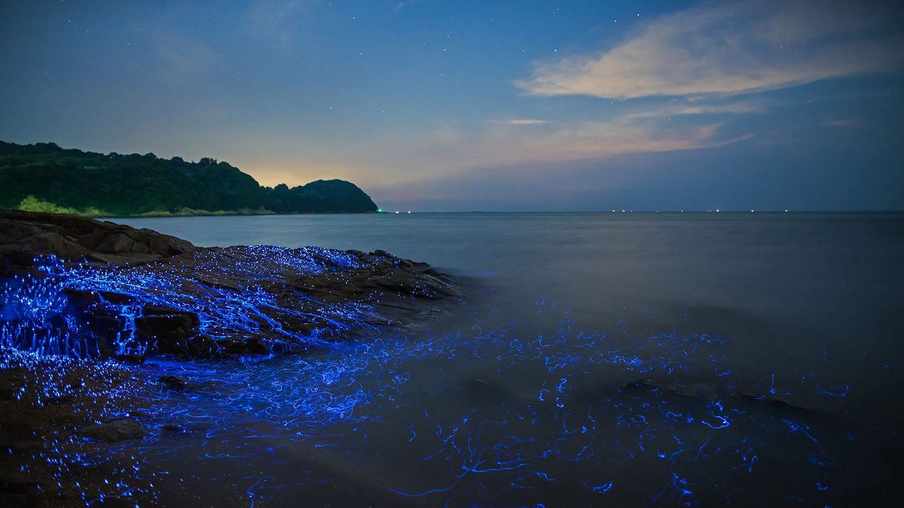 ｢ウミホタル｣岡山, 瀬戸内海沿岸