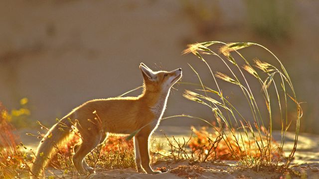 朝日の中のアカギツネ, イスラエル