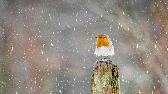 「吹雪の中のヨーロッパコマドリ」イギリス, ピークディストリクト国立公園