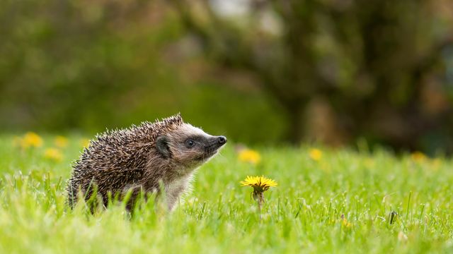 ナミハリネズミ, ドイツ ノルトライン=ヴェストファーレン州