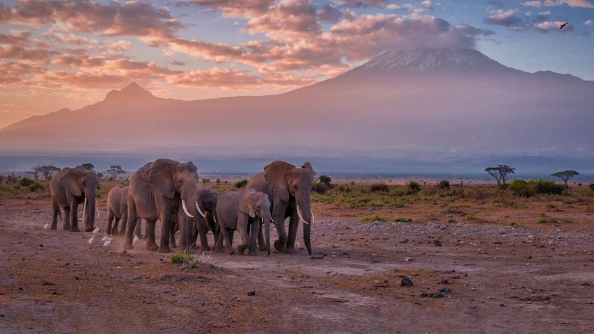 アフリカゾウの群れ, ケニア