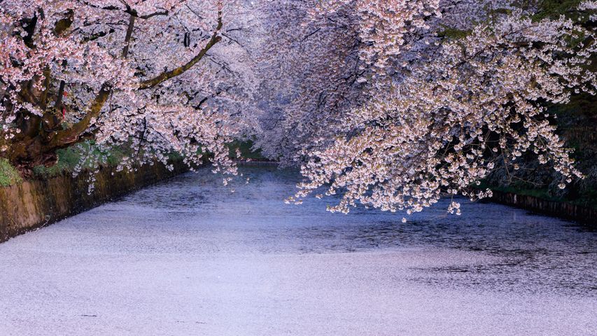 弘前公園の桜, 青森